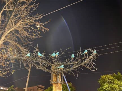 نمایش آثار هنری خلاقانه با بهره گیری از تنه درختان خشکیده