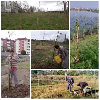 بیش از 12 هزار اصله نهال در زمستان سال 98 در طرح میراث ماندگار با توجه به شرایط محیط شهری کاشته شد